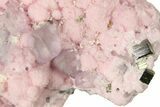 Cubic Pyrite and Purple Fluorite on Rhodochrosite - Peru #280745-2